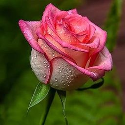 SANJU Desi Pink Rose Plant Live Flowering with Pot Indigenous Native Fragrant Blooms Indigenous Flora Shrub Petals Rose Plant 1-2.5FT Plant Heghit-picture-20