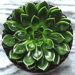 UGALOO® Exotic rare laxmi kamal succlent live plant-picture-26
