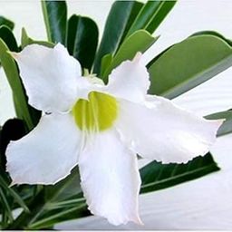 Mphmi Plant Adenium plants White (Grafted) plant Adenium obesum, Desert Rose Plant-image-85
