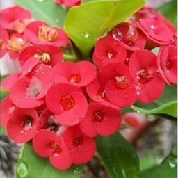 CosaCentrum very Attractive Euphorbia Live red Beautiful Flower Plant with Pot. Home Outdoor Live plant-image-26