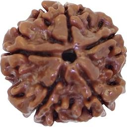 5 Mukhi/Faced Nepali Rudraksha | Natural & Certified | Astrological Five Mukhi/Faced Rudraksha |-picture-11