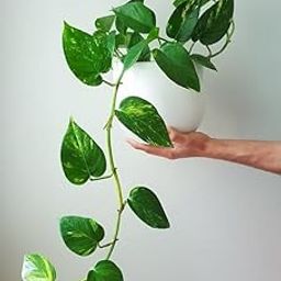 Live Luck Money Plant, (Epipremnum aureum) live plant, indoor Climber plant For Indoor And Outdoor : 1 Healthy Plalnt With black Plastic Pot-image-20