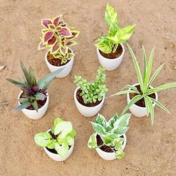 Set of 7 - Syngonium Golden, Money Plant N'joy, Coleus (colour), Money Plant Green, Rhoeo/Durangi, Bangalorey Jade & Spider in 4 Inch Live Classy White Cup Ceramic Plant-image-99