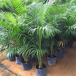 Areca palm plant seeds, Plants seeds of Areca palm (30 seeds)-image-21
