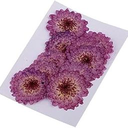 MERISHOPP®2x10 Pcs Dried Pressed Flowers for DIY Scrapbooking Crafts Purple Daisy|Crafts | Home Arts & Crafts | Floral Crafts | Dried Botanicals & Potpourri-image-67
