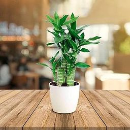 UGALOO Lucky Bamboo Lotus Bonsai Plant with POT | Indoor Live Plants for Living Room & Desk Decor | Feng Shui Plant-image-37