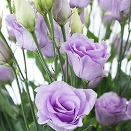Rare Lisianthus live flower plant pack of 1 healthy plant-image-66