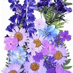 Pressed Dry Flowers for Resin Art (Purple)-image-91