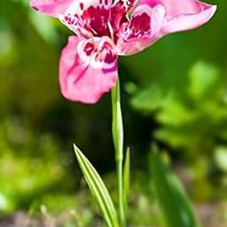 SVG® Imported Iris Flower Bulbs For Home Gardening pack of 2 Bulbs (PINK)-image-43
