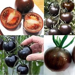 VibeX Hybrid Black Tomato Seeds-250 Seeds-image-26