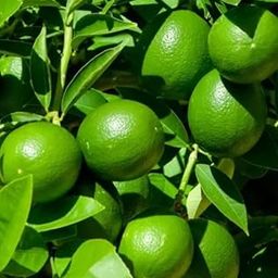 Live Hybrid Seedless Lemon Plant | All Season Fruiting Variety Lemon Tree | Pack of 1 Plant-image-32