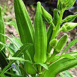 Seed Wala LADY FINGER OKRA BHINDI F1 HYBRID Vegetable Seed - Pack of 50 Seeds.-picture-32