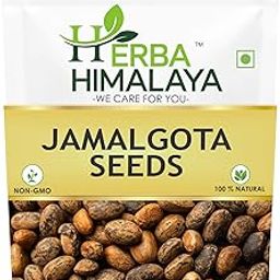 Herba Himalaya Jamalgota Seeds For Hair - Croton Seed | Croton Tiglium Seed | Jamalghota Seed | Jamalgota Beej | Jamalghota Beej | Jamal gota Seeds | Make Paste (50 gm)-image-12