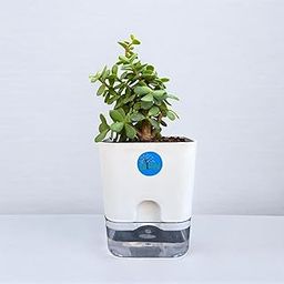 ECO VRIKSH Jade Plant with Self Watering Pot - Live Plant-image-96