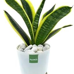 PlantMela Sansevieria Golden Flame Air Purifier Snake Plant with Self Watering Pot (White)-28