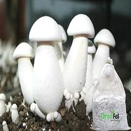 Grenfel® Mushroom 400 Gm White Milky Mushrooms 1st Generation Spawn/Seeds Mycelium Spores Edible CO2 Variety-image-62