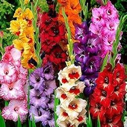 Gladiolus Pot Big Size Pack of 30 Bulbs By Zabbus Mix Color-image-75