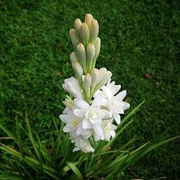 ANDHAGNAI (Pack Of 5 Bulb) Summer Flower Bulbs Collection For Your Home Gardening (Tuberose (Rajnigandha) Flower Bulb)-image-105