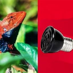 BNF® 20W Mini Infrared Ceramic Emitter Heat Lamp Light Bulb Reptile Pet Brooder-image-98