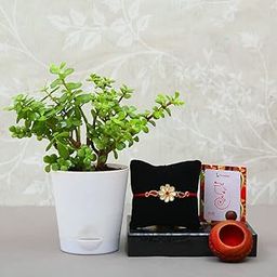 One Designer Kundan Fancy Rakhi With Luxurious Live Indoor plant Gift's For Brother's RakshaBandhan (Roli)-image-97
