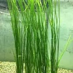 Vallisneria Aquarium Plant for Fish Tanks-image-15