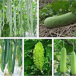 National Gardens Vegetable Gourd Seeds Combo - Ridge Gourd, Snake Gourd, Bottle Gourd, Bitter Gourd, Ash Gourd Seeds-image-62
