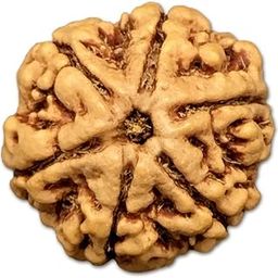 6 Mukhi Nepal Rudraksha Small 19mm-21mm Lab Certified-picture-15