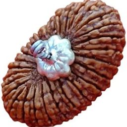 19 Mukhi Rudraksha Original Certified 19 Face Rudraksha Nepali Bead AAA++ Real Unnis Mukhi Rudraksha Vishnu Rudraksha Nineteen Face Ninteen Mukhi Rudraksha Pendant 19 मुखी रुद्राक्ष-49