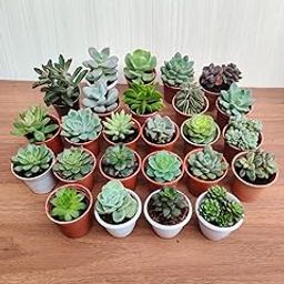CAPPL Soft Succulent Tray - 25 Different Varieties Assorted plant (Any 25 Succulents Depend on availabilty)-image-13