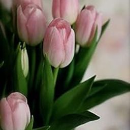 Ritz Farming Tulip Plant Flower bulbs, Premium Perennial Tulip bulbs for Tulip Plants Outdoor and Indoor, Garden Ready Hardy Plant bulbs, Tulip flower bulbs for Planting, (Pack of 3, Pink)-image-47