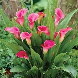 generic Peace Lily Flower Live Healthy Plant Pack of 1 Indoor Plants for Vibrant Spaces-picture-32