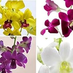 Floriculture Greens IMP. Orchid | Orchidacea blooms colourful Fragrant Flower Bulbs Home Indoor Outdoor Flowering Gardening Bulbs Blooming planting (Pack Of 3 The Multi Dendrobium Orchid)-image-90