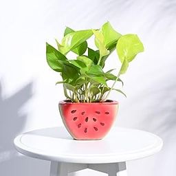 UGAOO Watermelon Ceramic Planter (Diameter 5.9 Inch) | Ceramic Flower Pot for Indoor Plants | Planter for Home, Office, Garden, Balcony, Living Room Decor-image-82