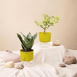 KYARI Sansevieria Green Snake-Jade Combo of 2 Indoor Plants for Living Room | Live Plants | Plants with Green Pot for Home Air purifier plants | Plants for Home Decor | Plants for garden-image-42