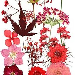 3nh 15PCS Real Dried Flowers Decorative Natural Dried Petals Pressed Flowers for DIY Real Dried Flower Nature Real Dry Flowers-image-9