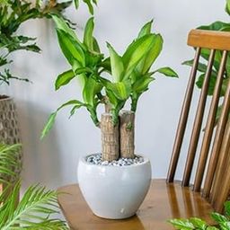 SANJU Indoor Brazilian Lucky Wood Plant – Beautiful & Unique Bonsai for Home & Office-image-19