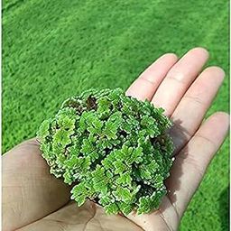 Sovata® Azolla live plant (Carolina Mosquitofern) Plants For Feeding And Cultivation Floating. (Pack of 25)-image-80