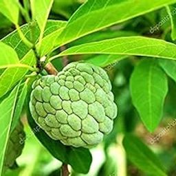KD_SEETHA_FRUIT_LEAVES, Fresh Leaves/Custard Apple Leaves/Seetha Fruit leaves - 25 Grams-image-41