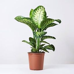 HN Organics Indoor Air Purifier Natural Live Plants (2 feet) with 5 Inch Nursery Pot for Homes | Offices | Giftings (Dieffenbachia)-image-78