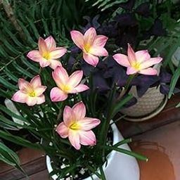 Flora Seeds Rain Lily Hybrid Imported Flowering Bulbs | Winter Flower Bulbs for Planing (Pack of 5 Bulb), Multicolor-image-32