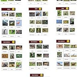 Cut and Paste Animals and Birds Educational Charts, Set of 10 A4 Sheets, English Labelled-28