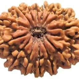 BluDiamond 14 Mukhi Nepali Rudraksha चौदह मुखी रुद्राक्ष पेंडंट Brown 14 Face Rudraksha Chaudah Mukhi 14 मुखी रुद्राक्ष Precious Fourteen Mukhi Rudraksha Blessing Hanuman For Locket Bracelet Natural Fourteen Face Rudraksha Pendent-picture-17