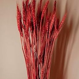 D'Flowerino Dried Wheat Stalks - Red | Table top Decorations for Living Room |Office Decor | Natural Home Decor Dried Flowers | Room Decorator ,Bedroom,Kitchen Decor| Natural Dried Wheat Reeds-5