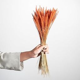 Idika Living Mountain Grass for Home & Office Decor | 1 Bunch-200 Stems | Dried Flower| (Without Vase) |Vase Fillers | Eco-Friendly| Home Accents|Artisanal Home décor| Mountain-Inspired (Orange)-image-13