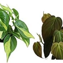 The Four Seasons Combo of Philodendron Brasil and Philodendron Micans Rare Natural Live Plants in Pot (Combo of 2)-image-68