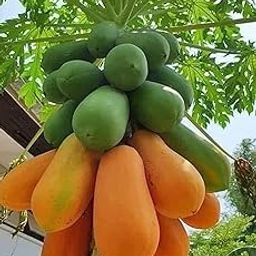 F1 Hybrid red lady papaya seeds/papaya seeds 67-image-2