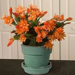 Live Pink,Red,Rani,White Color Christmas Cactus Lucky Indoor Plant Healthy Organic Cactus Flower Plant Pack of 1_A1-image-85