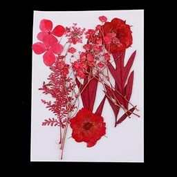UJEAVETTE 6 Kinds Pressed Press Dried Flower Real Dried Flower Plant Specimen for Scrapbooking Card, Art Crafts, Epoxy Resin Jewelry Making Silicone Mold Filler-image-18