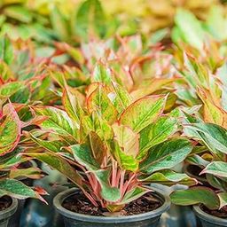 Aglaonema (Lipstick Single Stem) Natural Live Indoor Plant | Healthy Live Plant | For Home, Office, Livingroom, Bedroom, Garden Décor (Pack of 1)_F46-image-67
