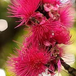 Gebdinsh Garden® Imported Football Lily Flower Bulbs For Summer Season Gardening | Packet Of 2 Bulbs (DARK PINK)-image-96